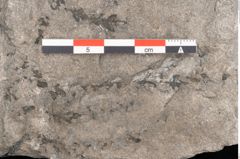 Foto (Detailansicht) von Araucarites sp.  (NHMW-GEO-2024-0188-10583)